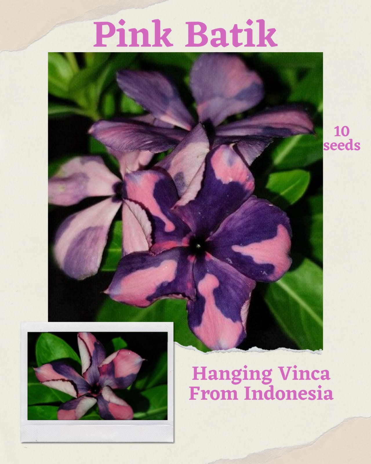 100 Seeds Mixed Color Periwinkle Seed, Vinca Rosea Flower, Natural, Non GMO, Heirloom
