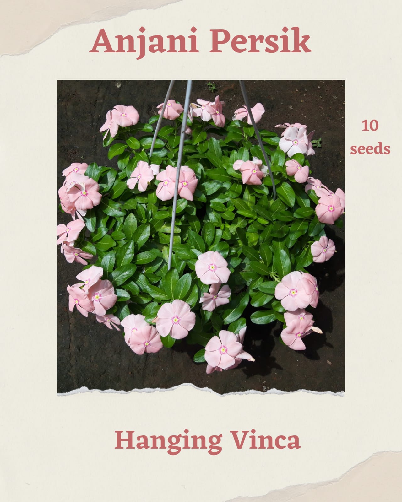 100 Seeds Mixed Color Periwinkle Seed, Vinca Rosea Flower, Natural, Non GMO, Heirloom
