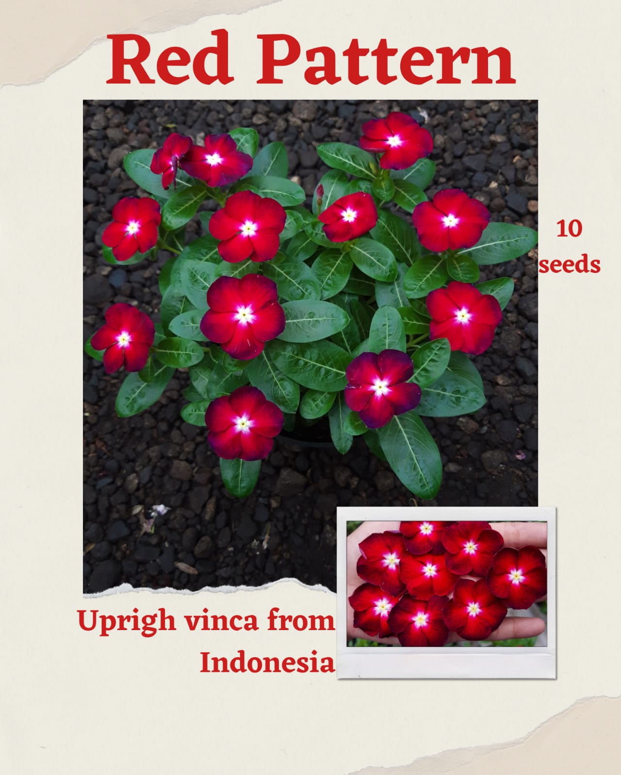 100 Seeds Mixed Color Periwinkle Seed, Vinca Rosea Flower, Natural, Non GMO, Heirloom