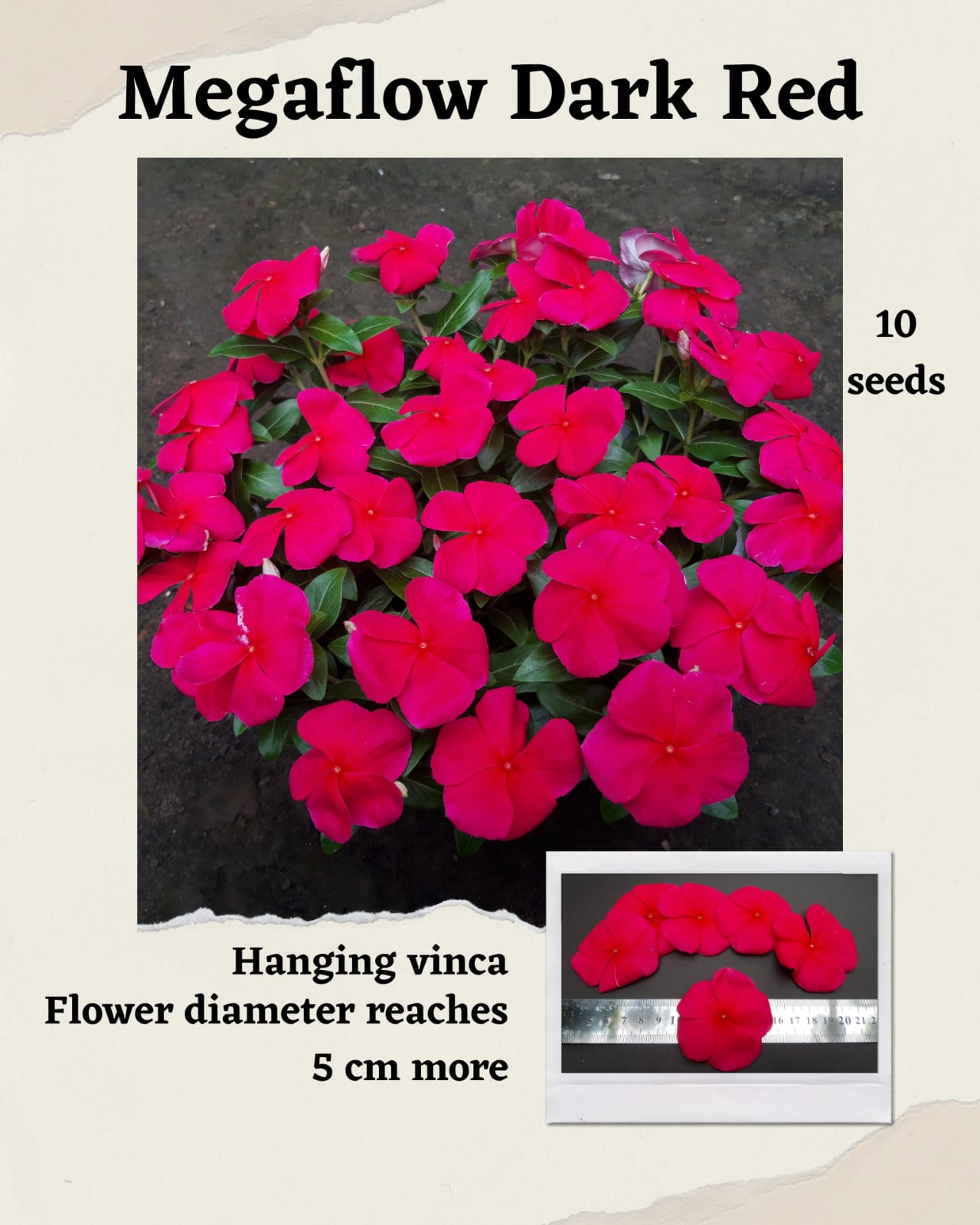 100 Seeds Mixed Color Periwinkle Seed, Vinca Rosea Flower, Natural, Non GMO, Heirloom