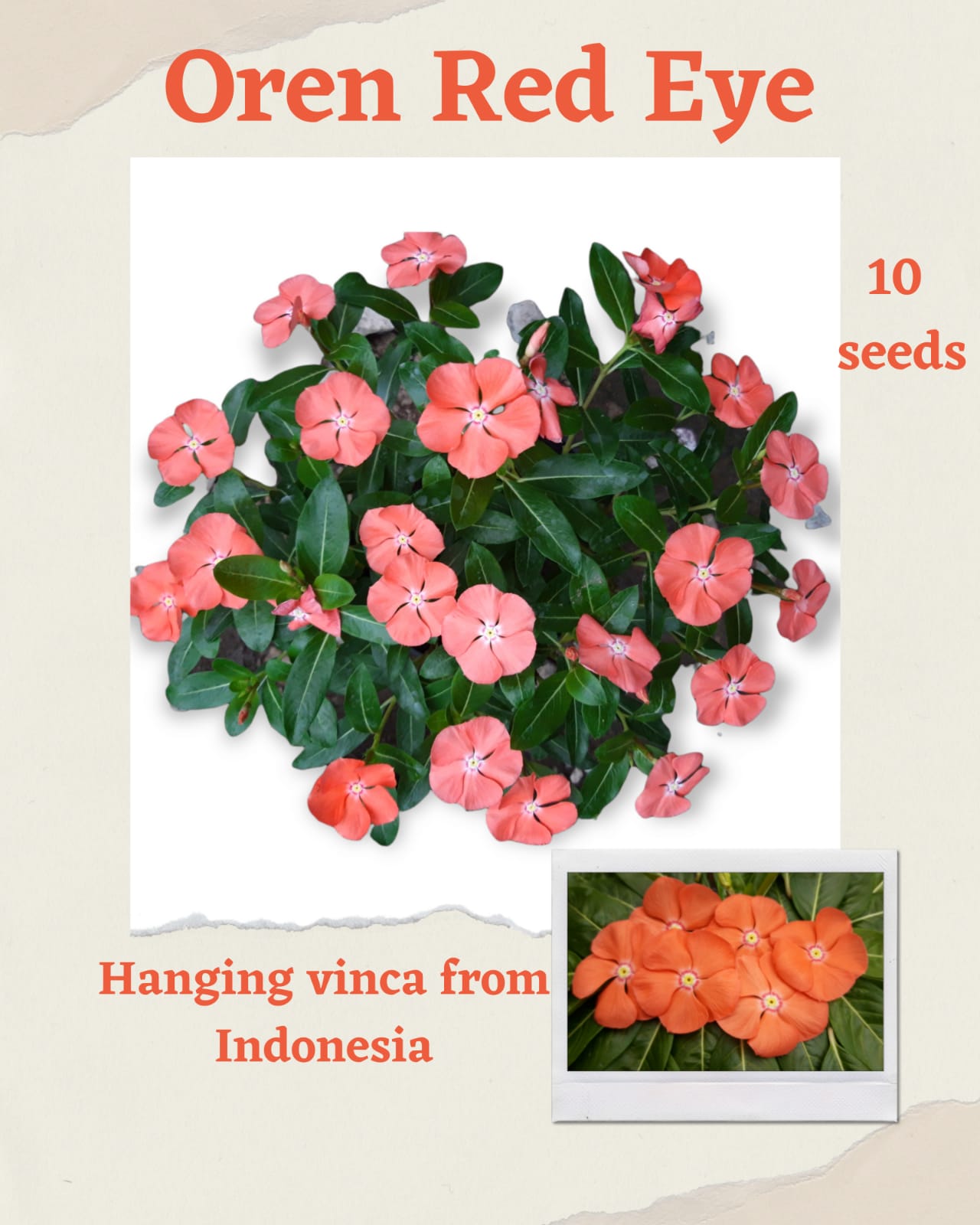100 Seeds Mixed Color Periwinkle Seed, Vinca Rosea Flower, Natural, Non GMO, Heirloom