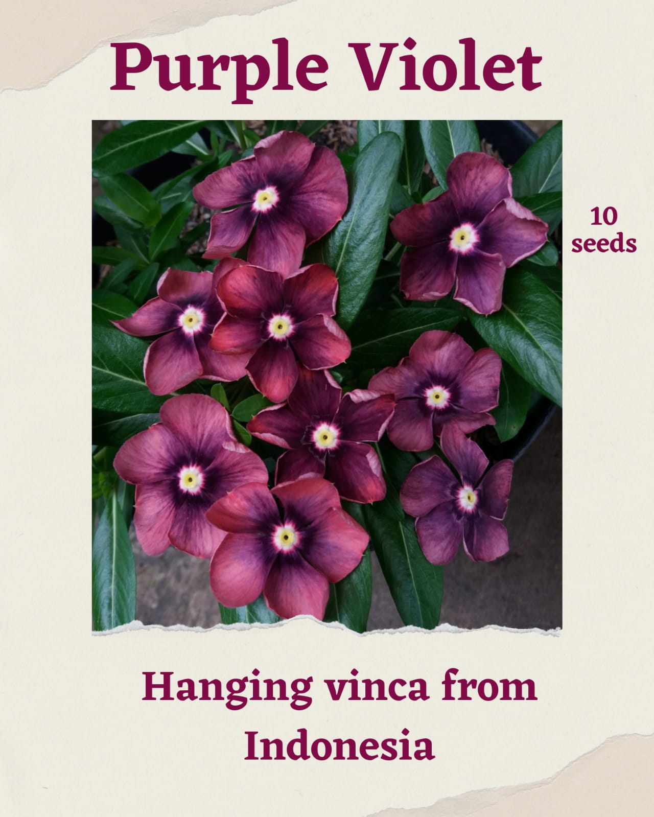 100 Seeds Mixed Color Periwinkle Seed, Vinca Rosea Flower, Natural, Non GMO, Heirloom