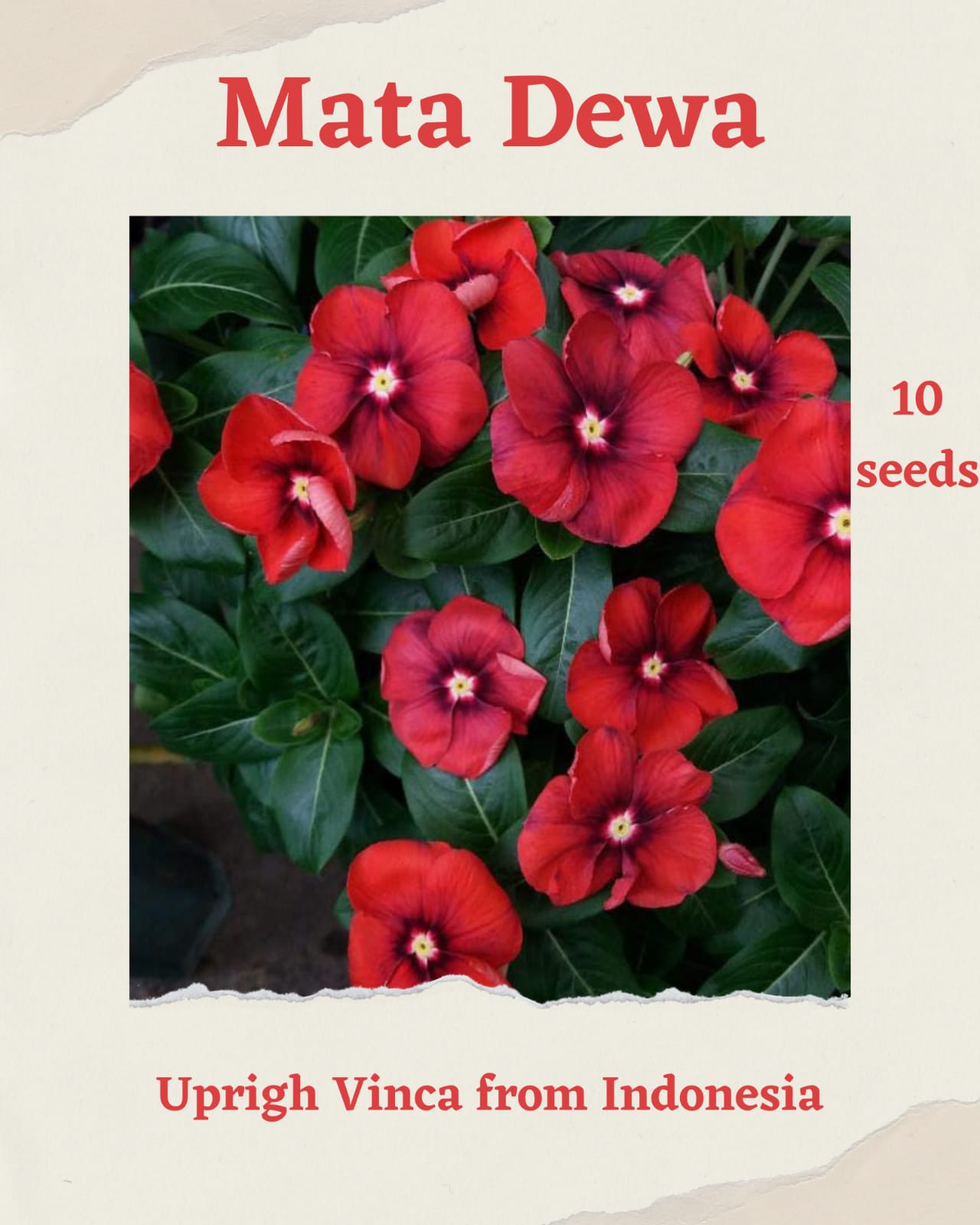 100 Seeds Mixed Color Periwinkle Seed, Vinca Rosea Flower, Natural, Non GMO, Heirloom