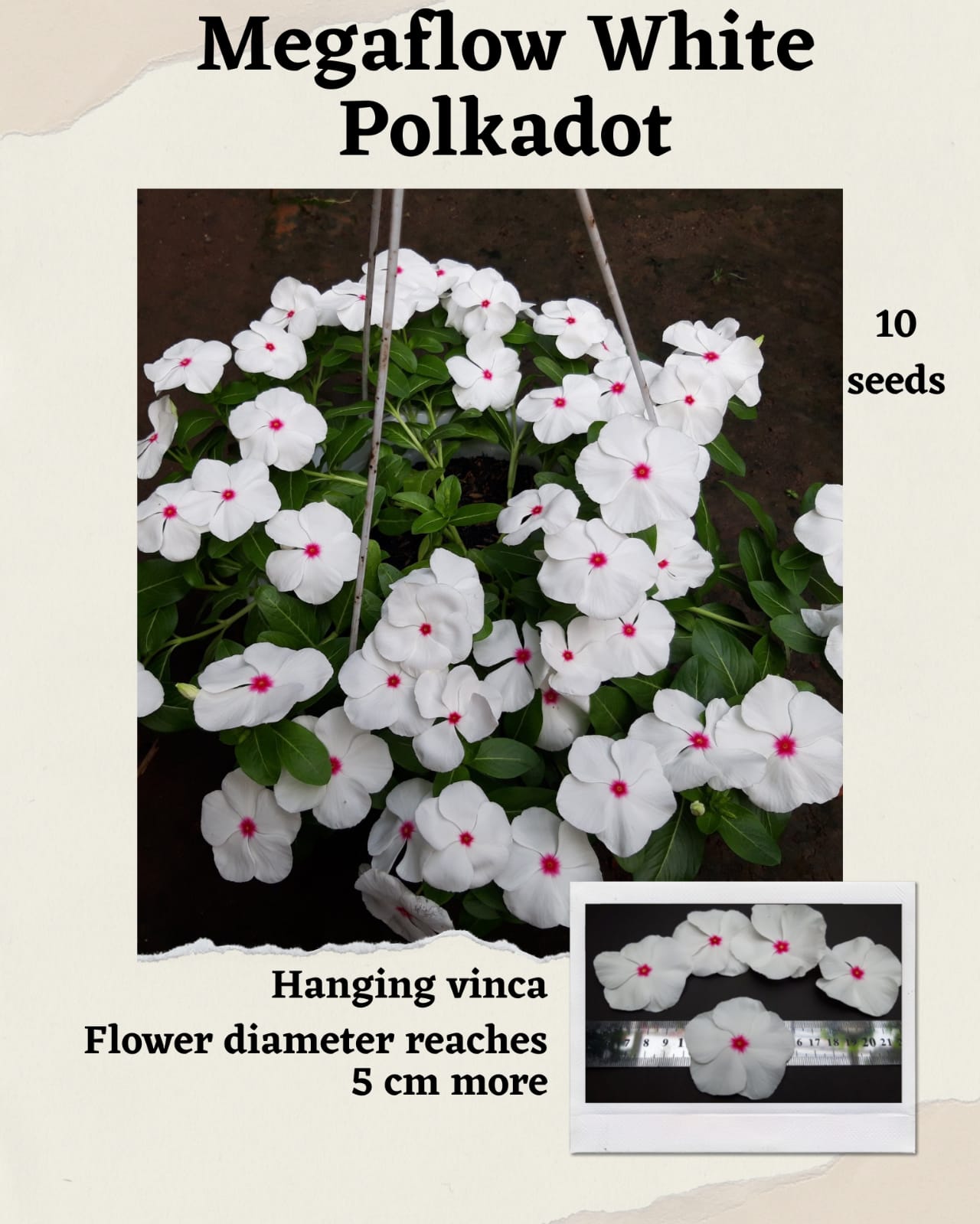 100 Seeds Mixed Color Periwinkle Seed, Vinca Rosea Flower, Natural, Non GMO, Heirloom