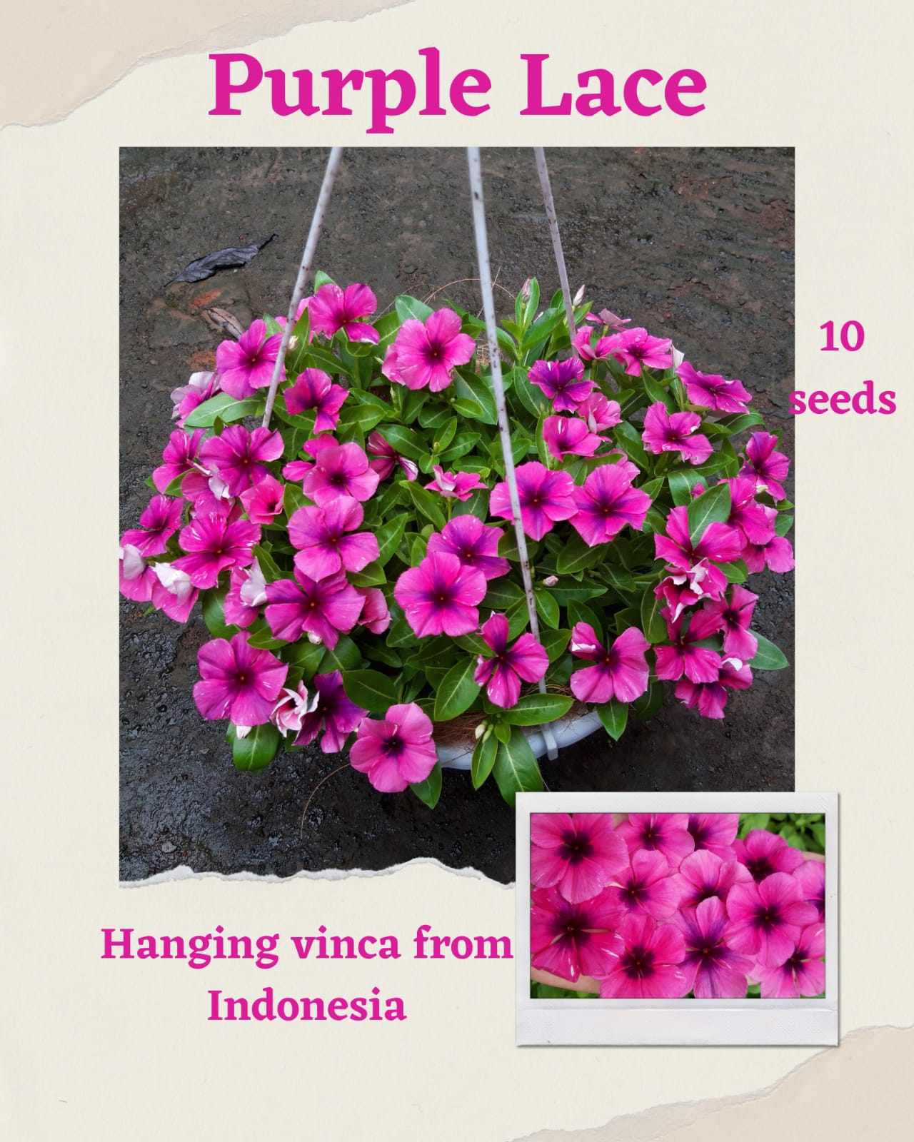 100 Seeds Mixed Color Periwinkle Seed, Vinca Rosea Flower, Natural, Non GMO, Heirloom