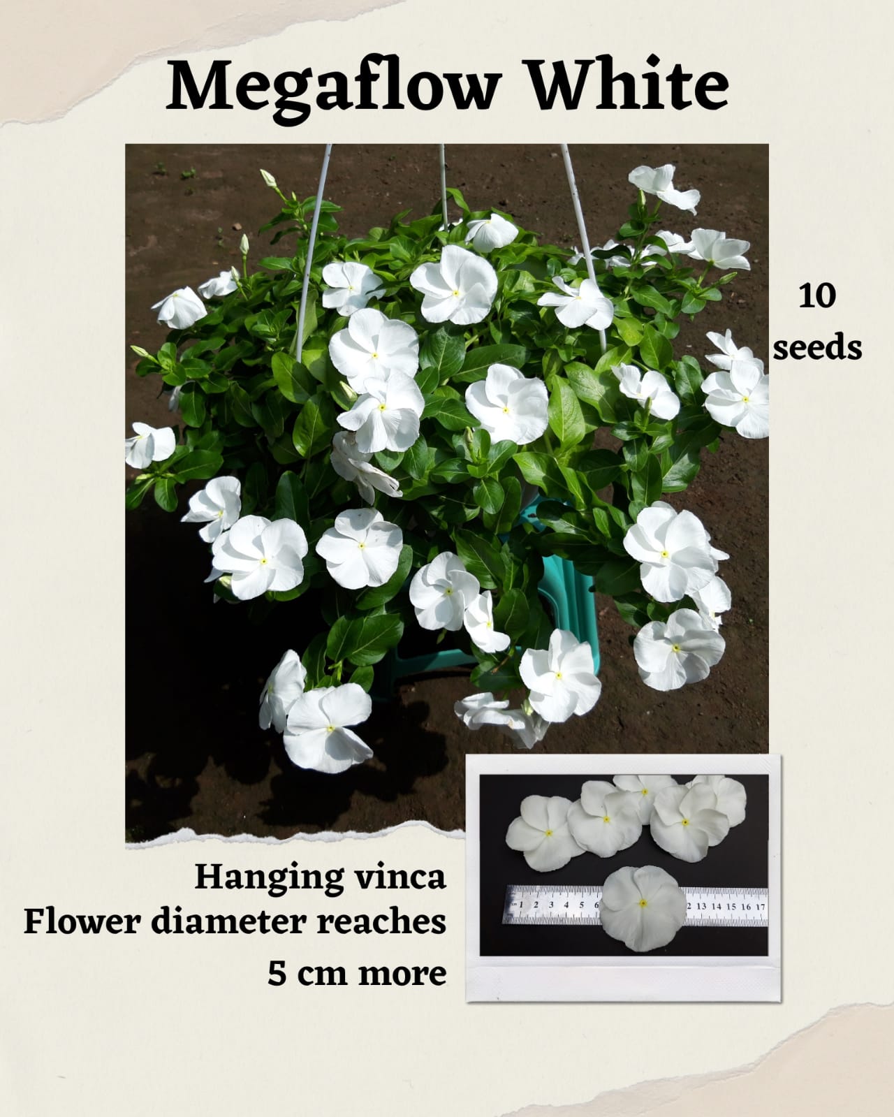 100 Seeds Mixed Color Periwinkle Seed, Vinca Rosea Flower, Natural, Non GMO, Heirloom