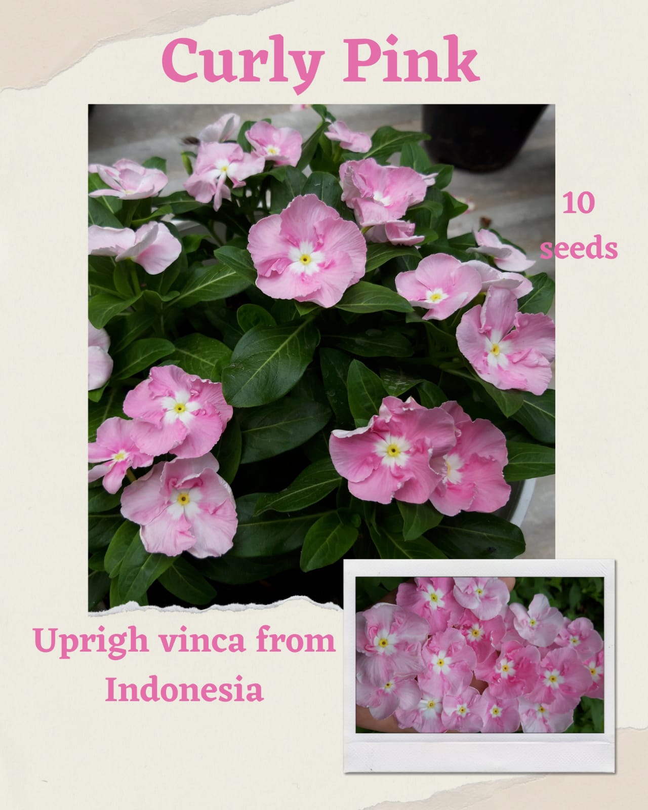 100 Seeds Mixed Color Periwinkle Seed, Vinca Rosea Flower, Natural, Non GMO, Heirloom