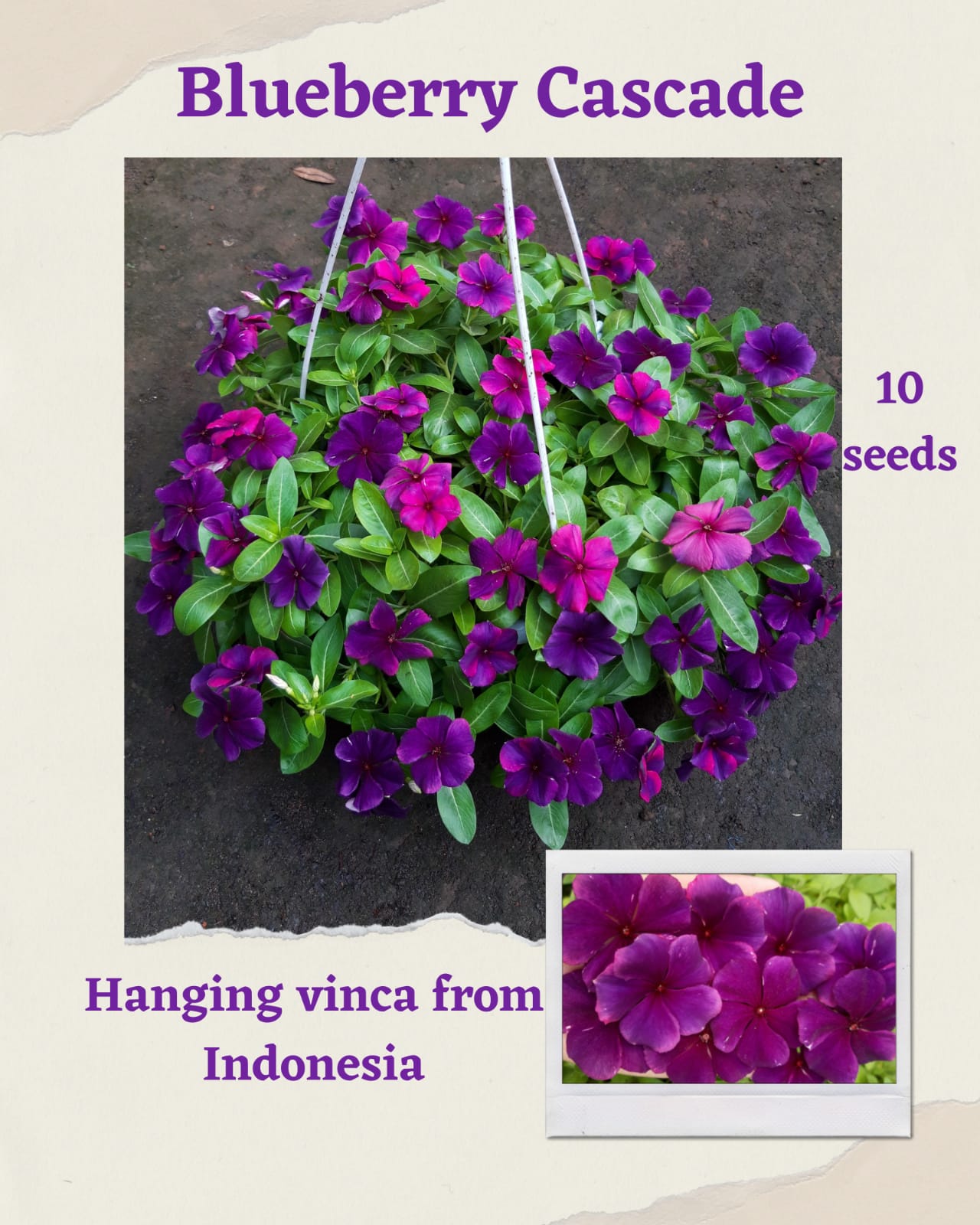 100 Seeds Mixed Color Periwinkle Seed, Vinca Rosea Flower, Natural, Non GMO, Heirloom
