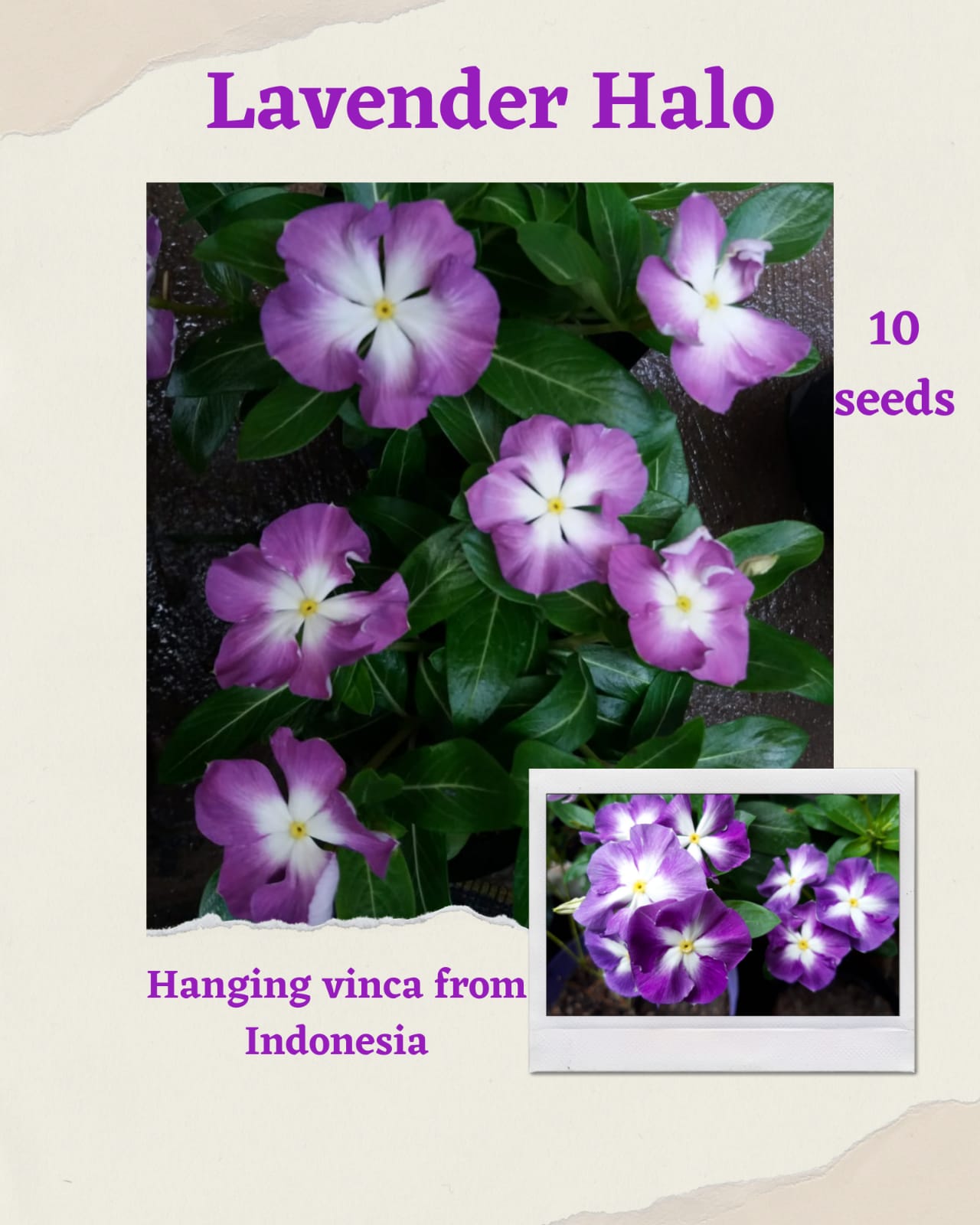 100 Seeds Mixed Color Periwinkle Seed, Vinca Rosea Flower, Natural, Non GMO, Heirloom