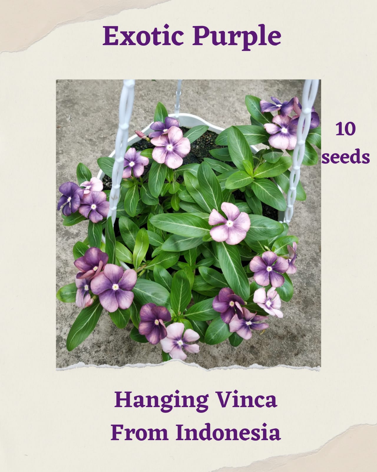 100 Seeds Mixed Color Periwinkle Seed, Vinca Rosea Flower, Natural, Non GMO, Heirloom