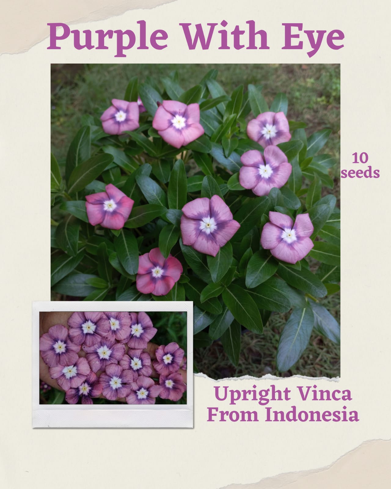 100 Seeds Mixed Color Periwinkle Seed, Vinca Rosea Flower, Natural, Non GMO, Heirloom