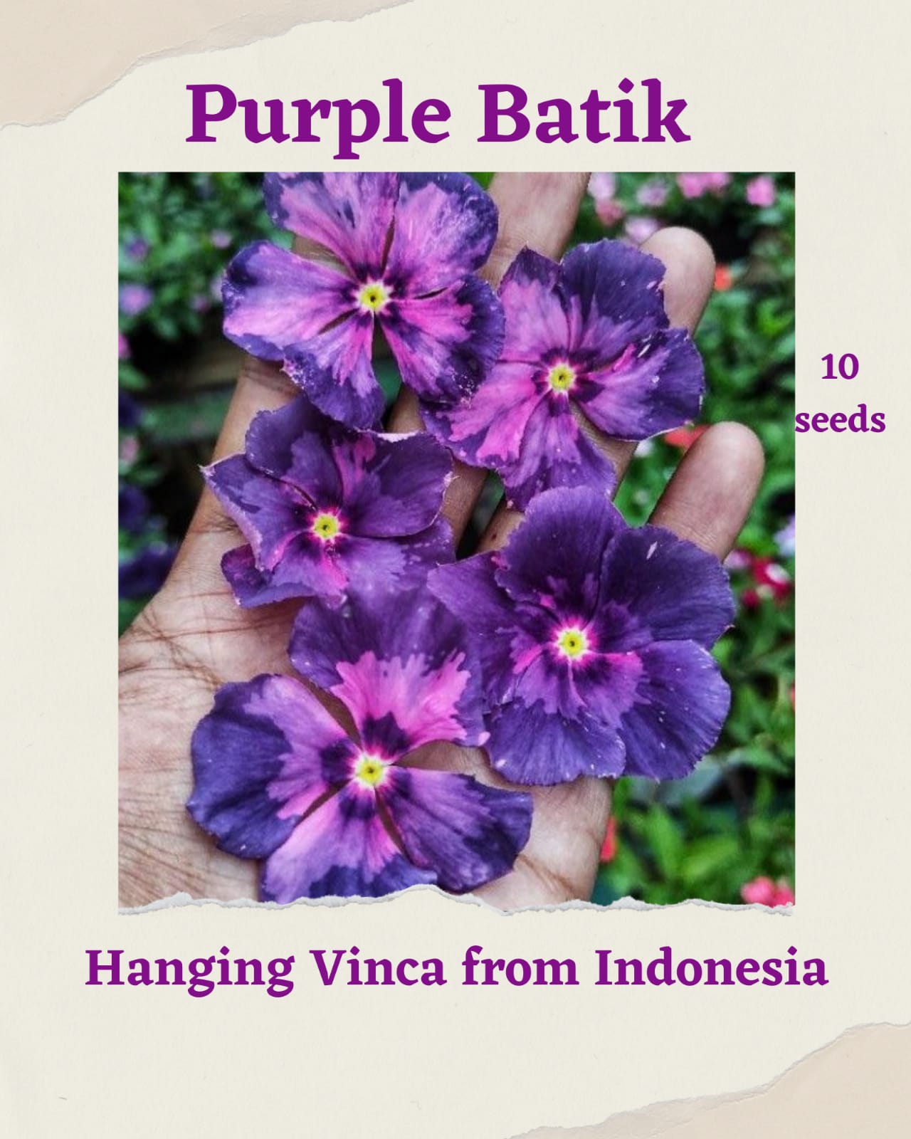 100 Seeds Mixed Color Periwinkle Seed, Vinca Rosea Flower, Natural, Non GMO, Heirloom