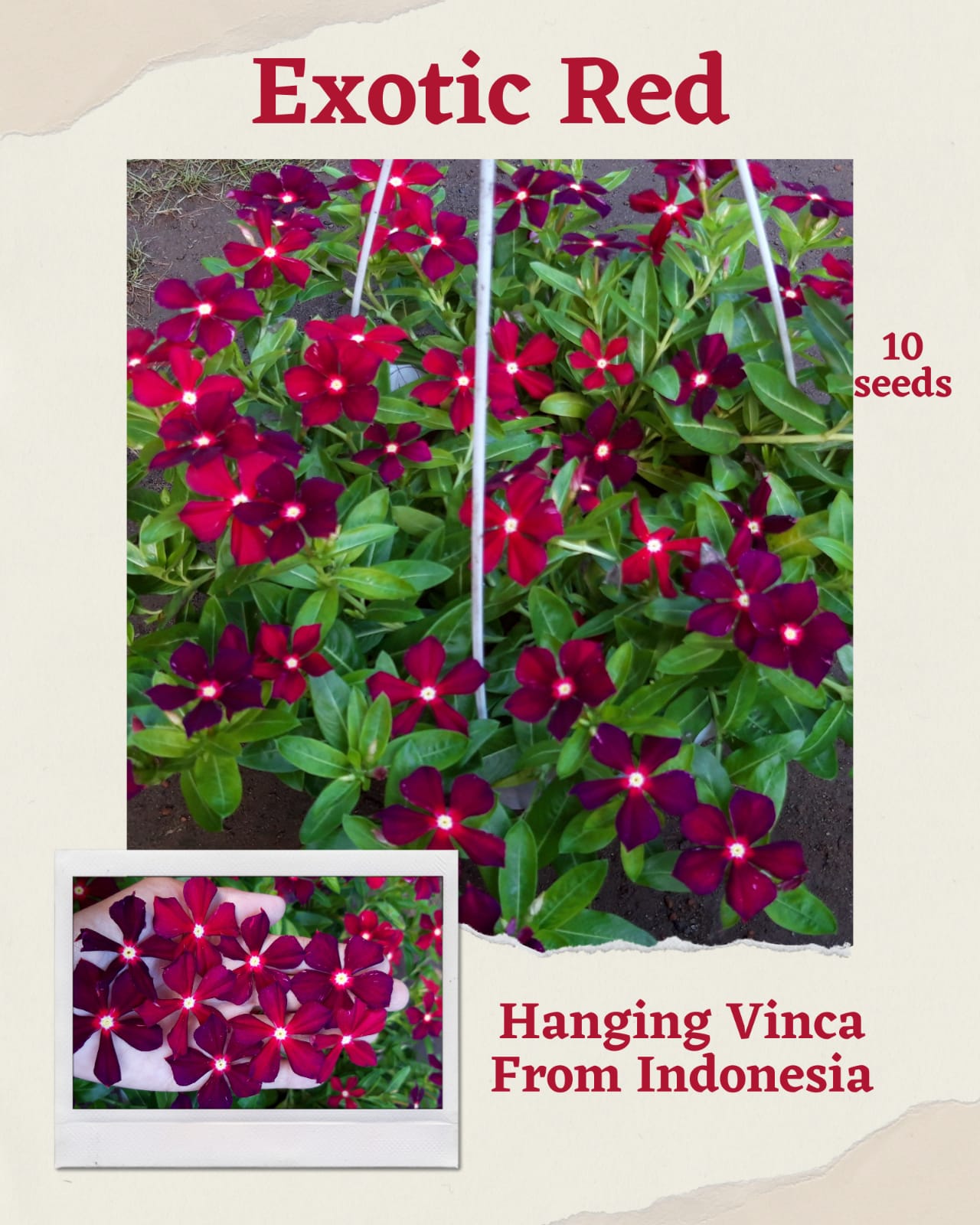 100 Seeds Mixed Color Periwinkle Seed, Vinca Rosea Flower, Natural, Non GMO, Heirloom