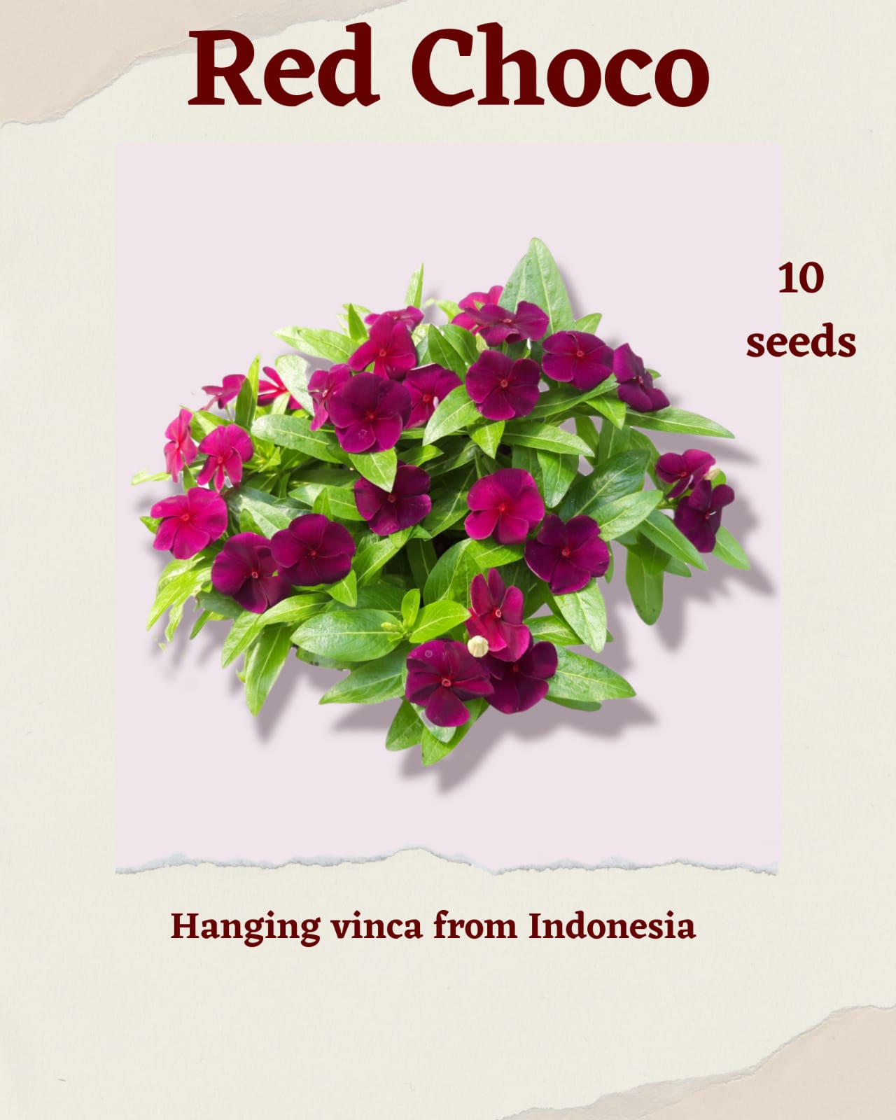 100 Seeds Mixed Color Periwinkle Seed, Vinca Rosea Flower, Natural, Non GMO, Heirloom