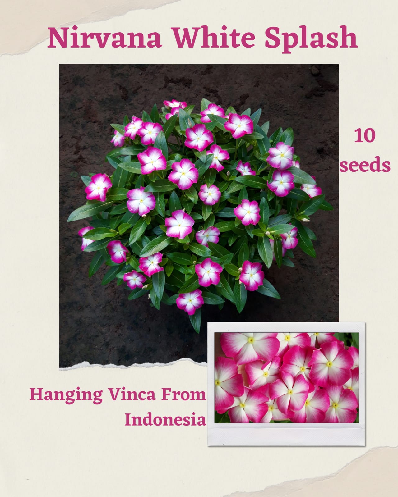 100 Seeds Mixed Color Periwinkle Seed, Vinca Rosea Flower, Natural, Non GMO, Heirloom