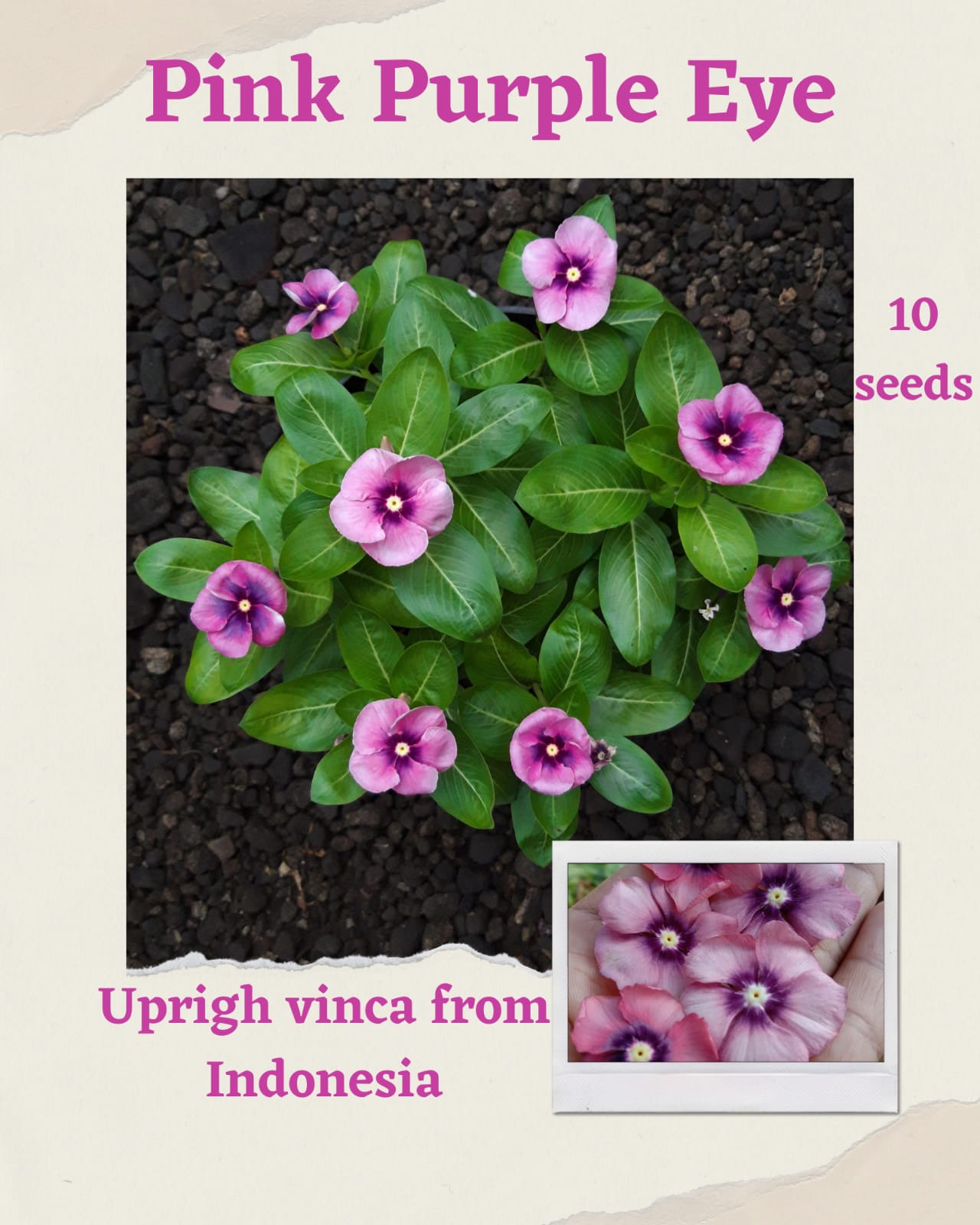 100 Seeds Mixed Color Periwinkle Seed, Vinca Rosea Flower, Natural, Non GMO, Heirloom