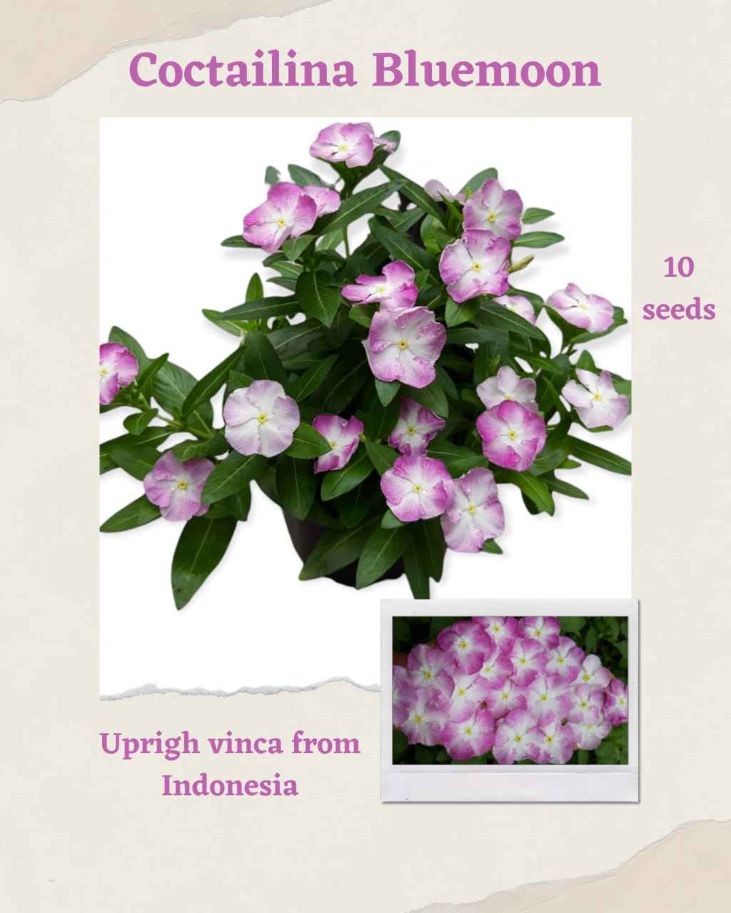 100 Seeds Mixed Color Periwinkle Seed, Vinca Rosea Flower, Natural, Non GMO, Heirloom