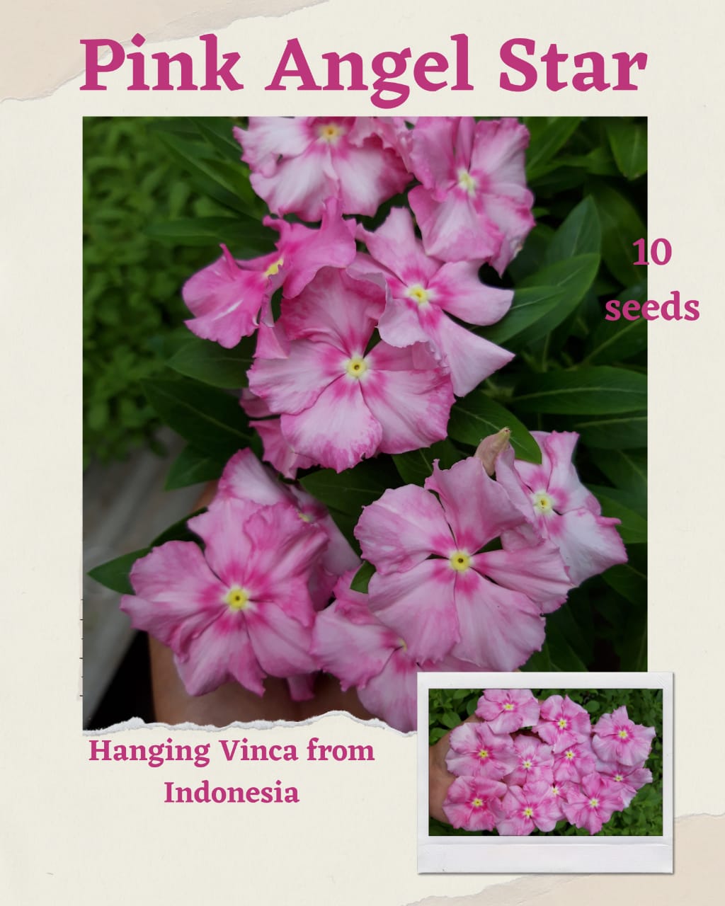 100 Seeds Mixed Color Periwinkle Seed, Vinca Rosea Flower, Natural, Non GMO, Heirloom