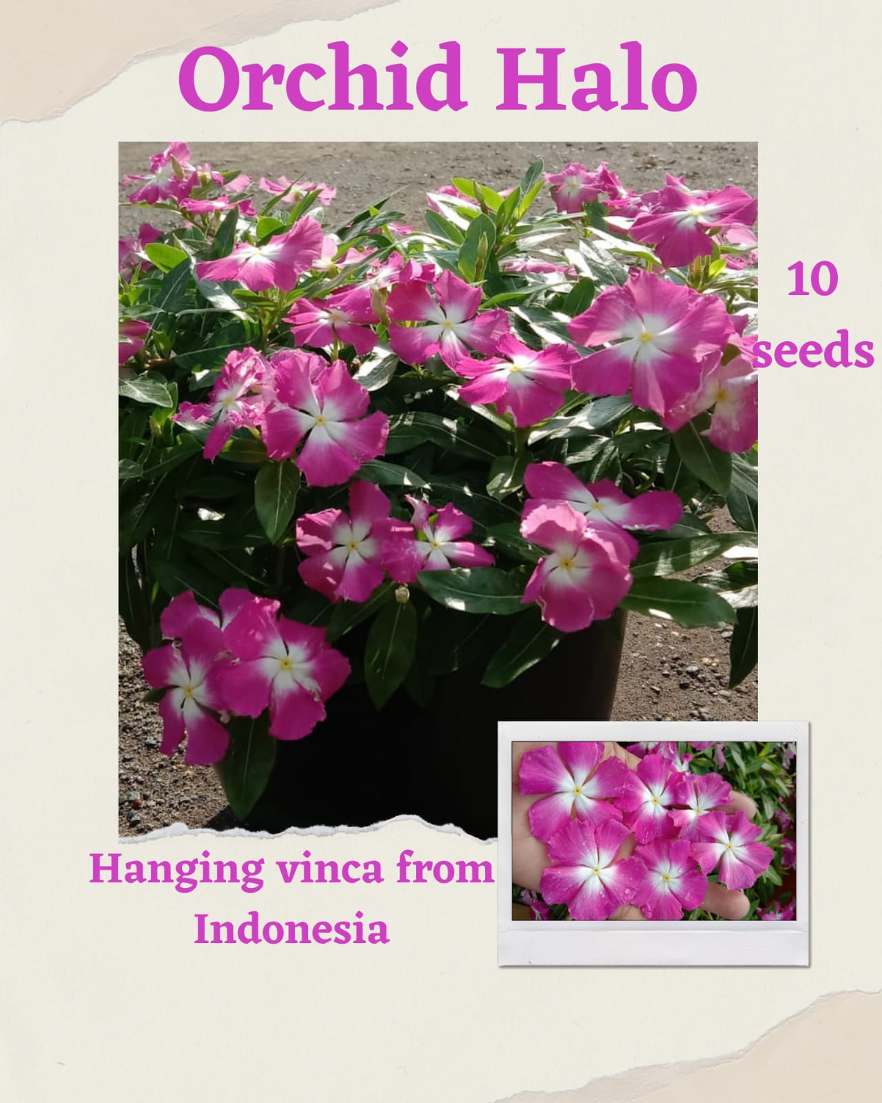 100 Seeds Mixed Color Periwinkle Seed, Vinca Rosea Flower, Natural, Non GMO, Heirloom
