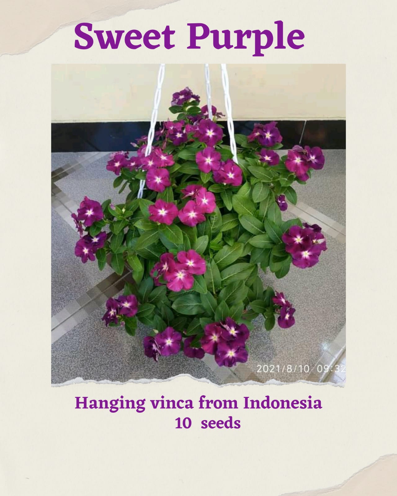 100 Seeds Mixed Color Periwinkle Seed, Vinca Rosea Flower, Natural, Non GMO, Heirloom