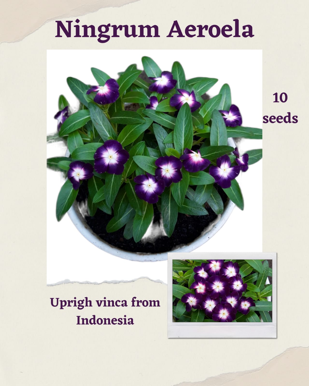 100 Seeds Mixed Color Periwinkle Seed, Vinca Rosea Flower, Natural, Non GMO, Heirloom