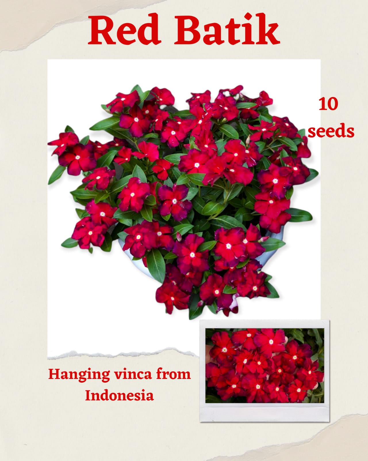 100 Seeds Mixed Color Periwinkle Seed, Vinca Rosea Flower, Natural, Non GMO, Heirloom
