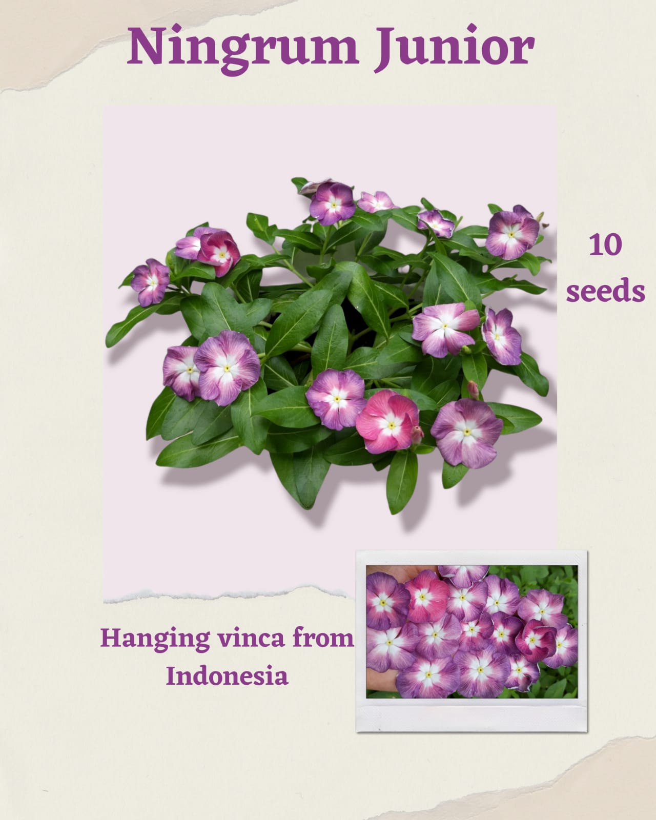 100 Seeds Mixed Color Periwinkle Seed, Vinca Rosea Flower, Natural, Non GMO, Heirloom