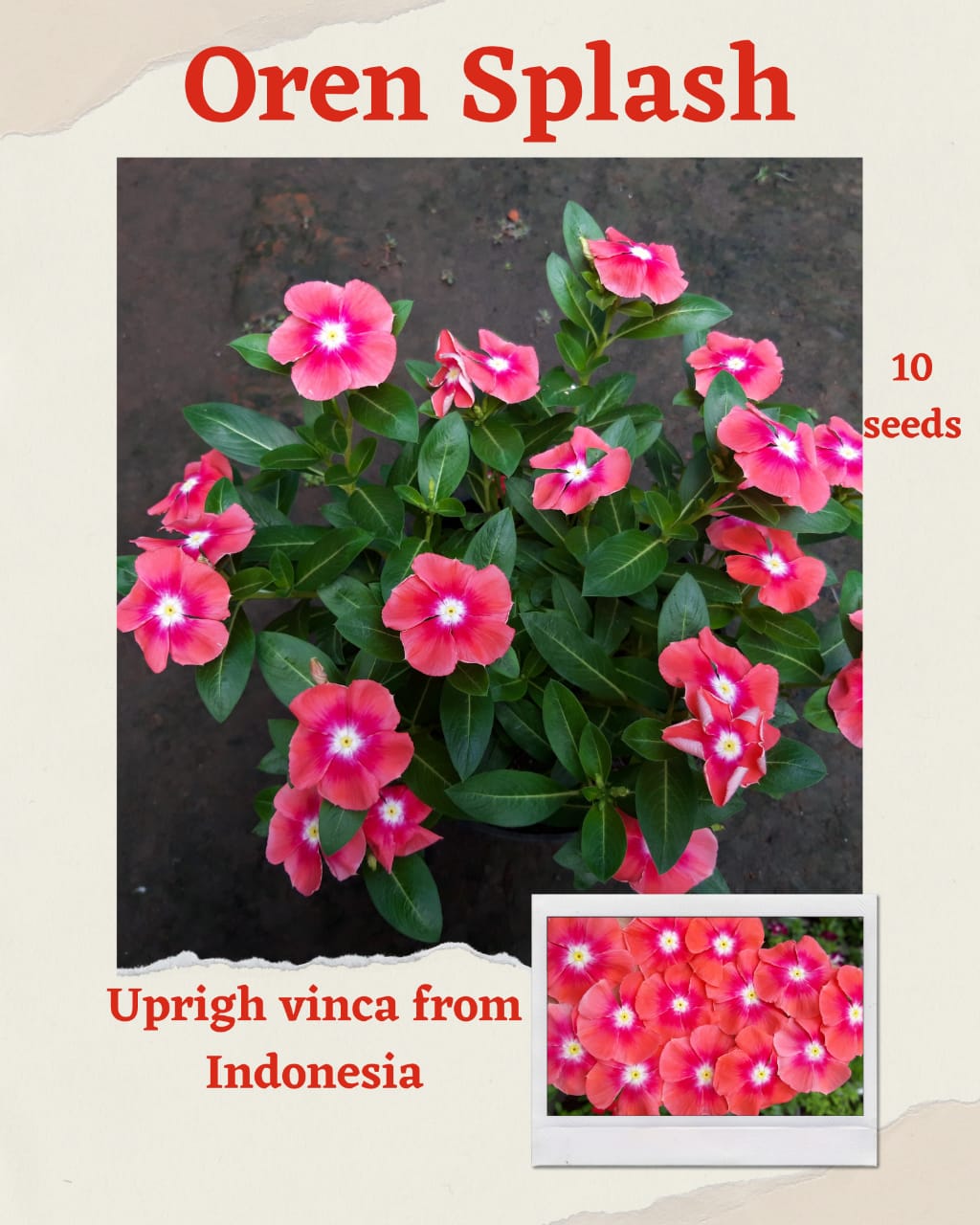 100 Seeds Mixed Color Periwinkle Seed, Vinca Rosea Flower, Natural, Non GMO, Heirloom
