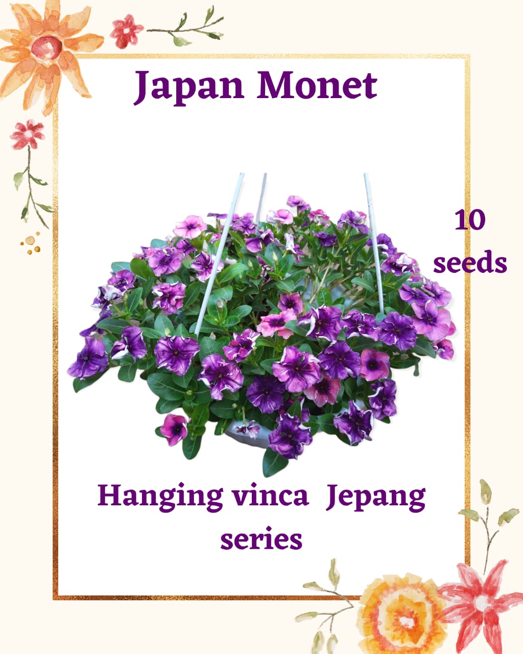 100 Seeds Mixed Color Periwinkle Seed, Vinca Rosea Flower, Natural, Non GMO, Heirloom