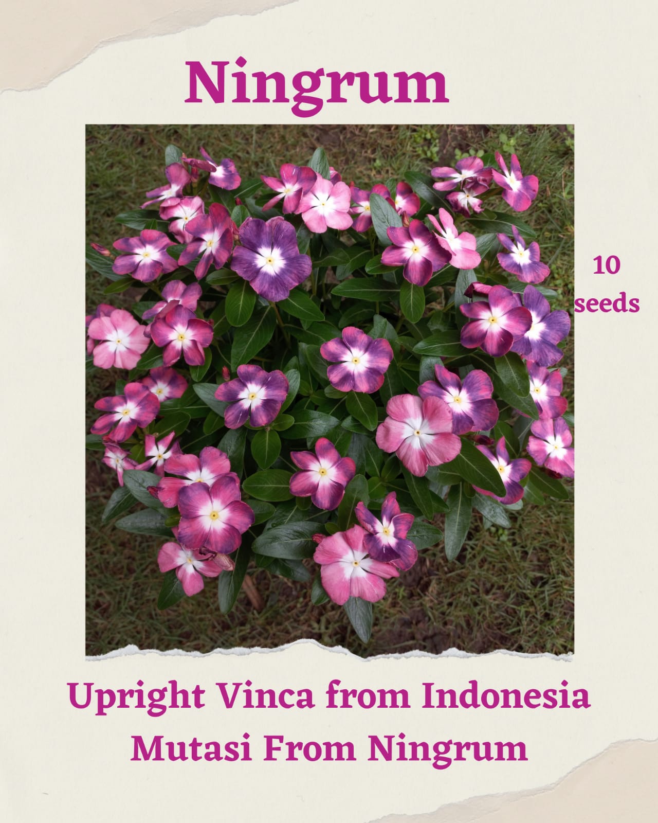 100 Seeds Mixed Color Periwinkle Seed, Vinca Rosea Flower, Natural, Non GMO, Heirloom