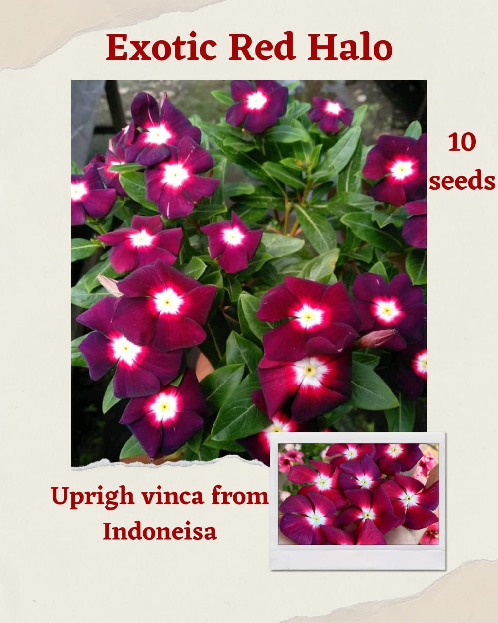 100 Seeds Mixed Color Periwinkle Seed, Vinca Rosea Flower, Natural, Non GMO, Heirloom