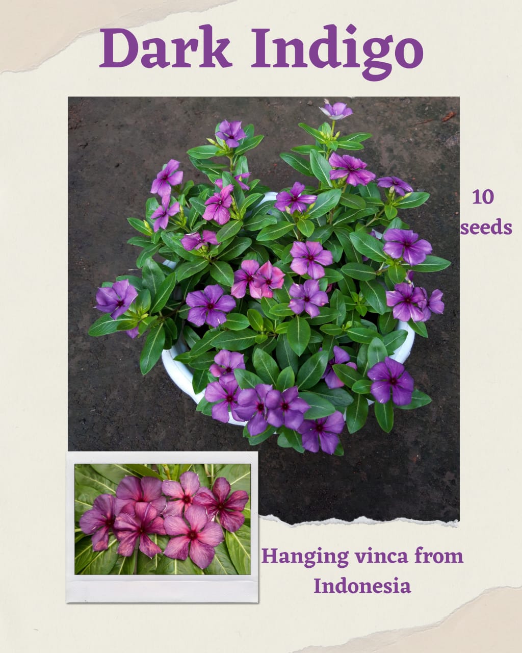 100 Seeds Mixed Color Periwinkle Seed, Vinca Rosea Flower, Natural, Non GMO, Heirloom