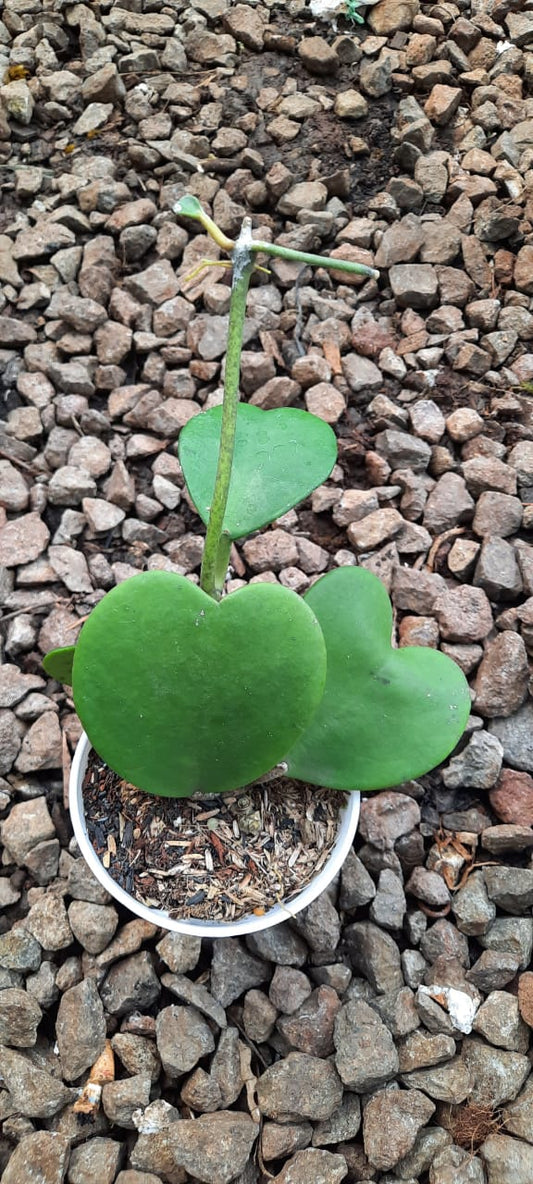 Hoya Kerii Sweetheart Green