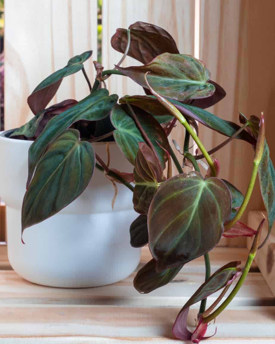 Philodendron Micans Rare Velvet Aroid Terrarium Plant Free Phytosanitary