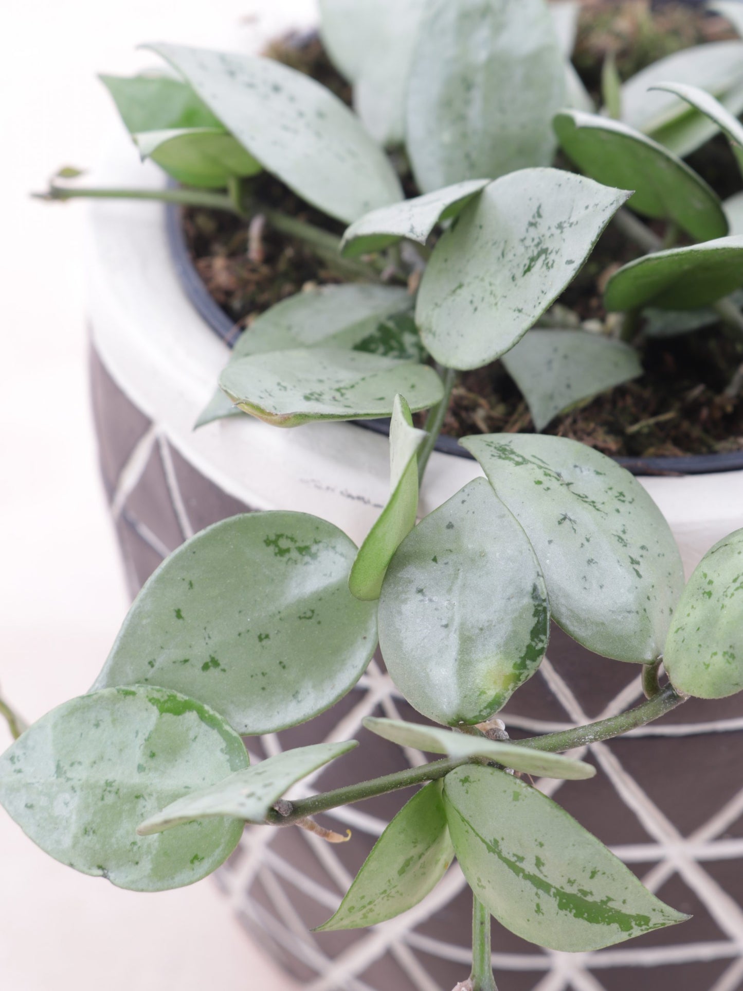 Hoya Lacunosa Splash