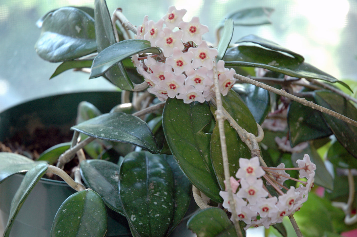 Hoya Carnosa - Hanging Plant, Wax Plant, Fragrant Blooms- Plant Cuttings, Easy to Grow