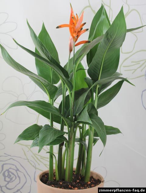 Parakeet Flower 2 pcs (Heliconia psittacorum)