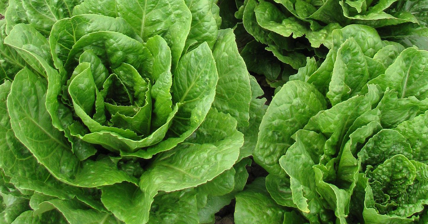 Parris Island Romaine 500+ Seeds | Heat Tolerant!| NON-GMO | Heirloom (FREE PHYTOSANITARY)