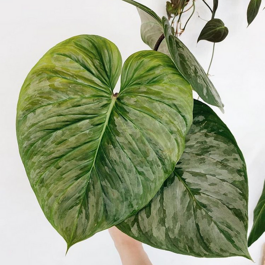 Philodendron Majestic (Sodiroi x Verrucosum)