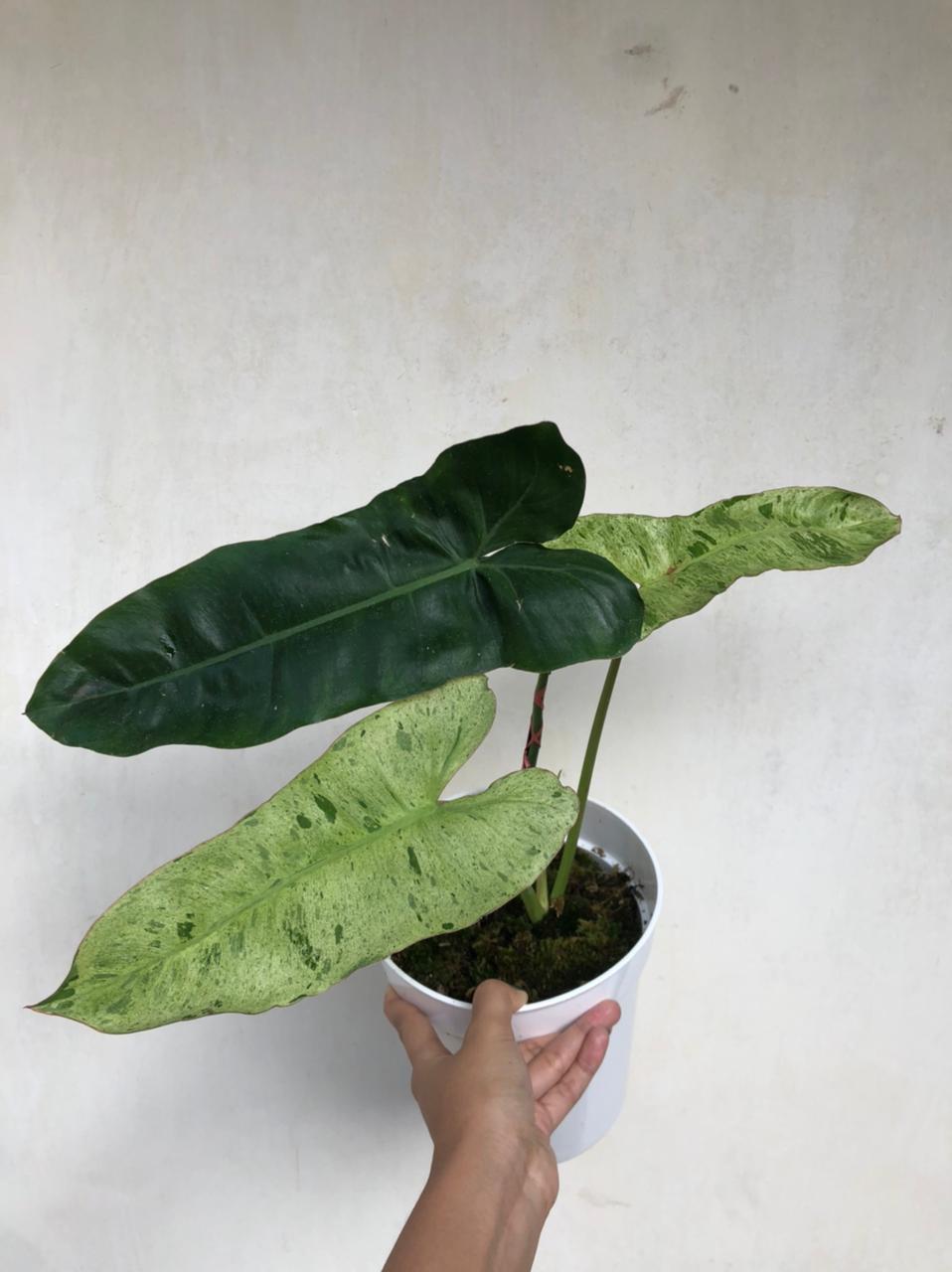 Philodendron Paraiso Verde