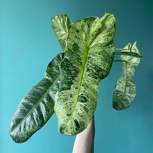 Philodendron Paraiso Verde