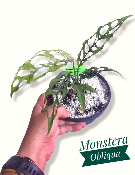 Monstera Obliqua FREE Phytosanitary