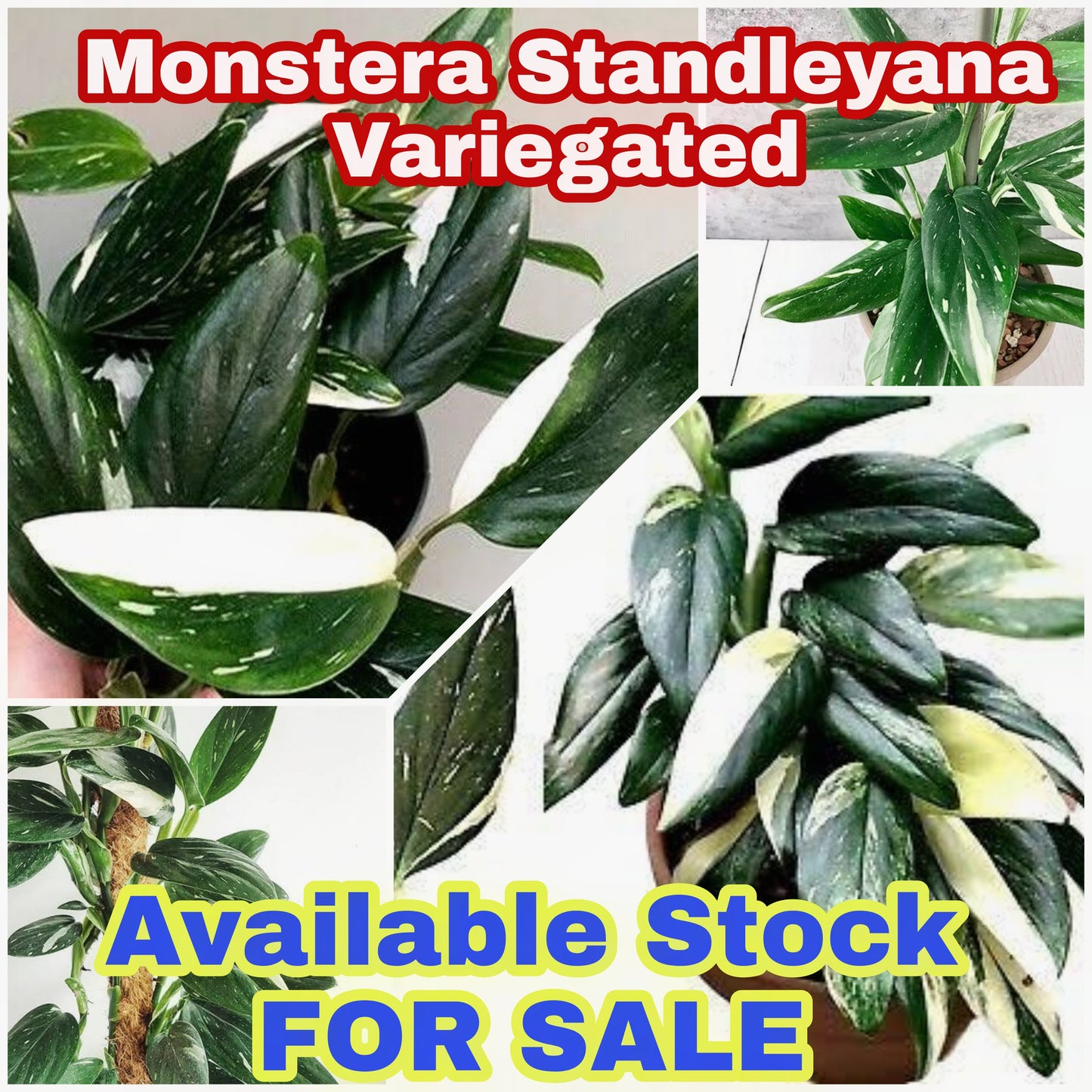Monstera Standleyana bunt