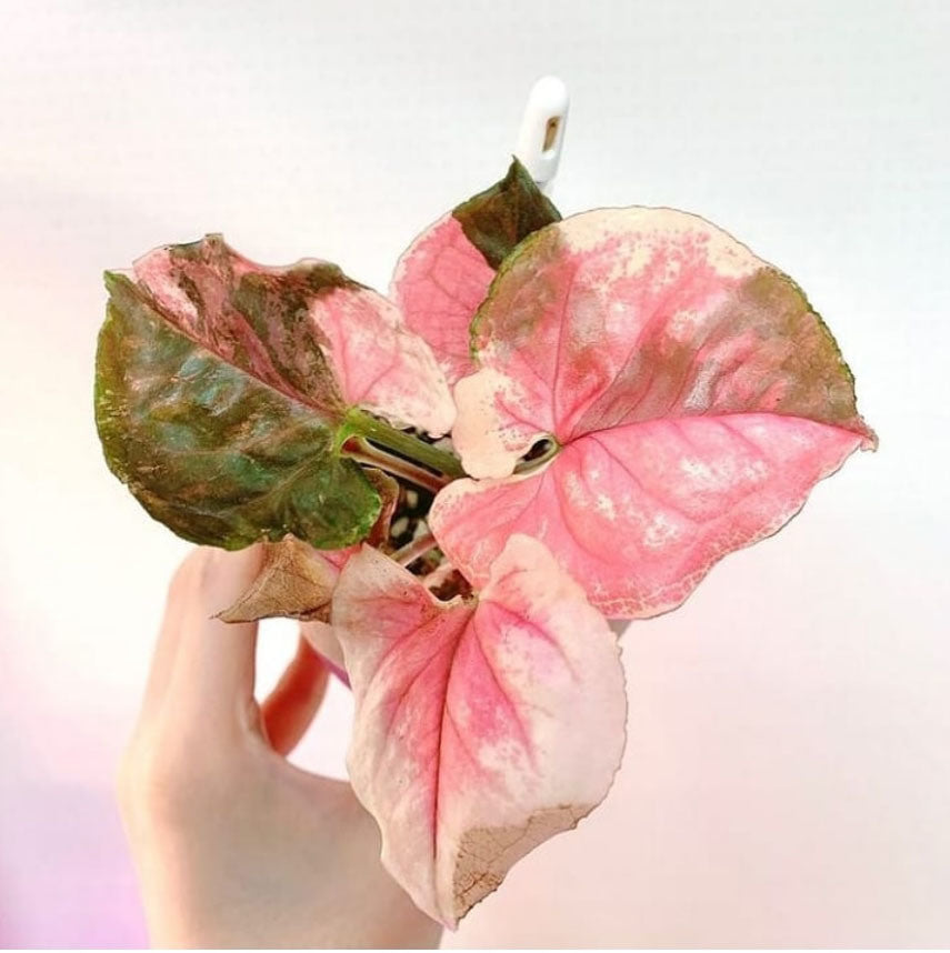 SYNGONIUM STRAWBERRY ICE