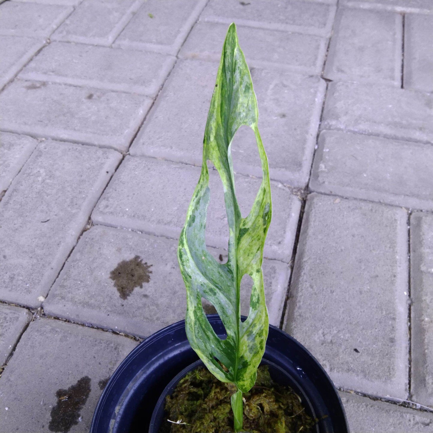 Monstera Andansoni Variegated Local Indonesia