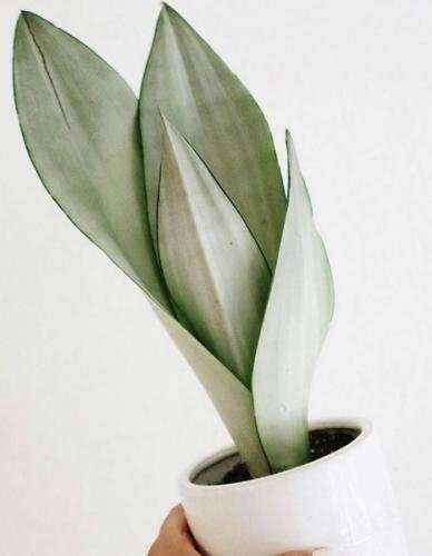 Sansevieria Trifasciata 'Moonshine' Free Phytosanitary