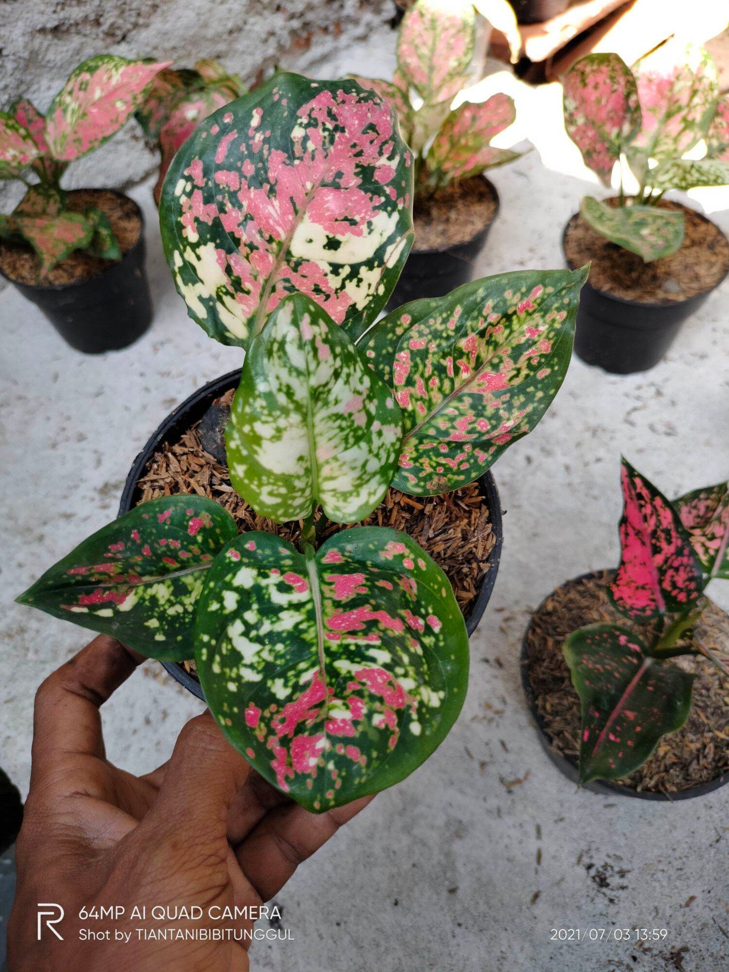 Aglaonema Tricolor || Aglaonema Anyamanee Pink Tricolor || FREE phytosanitary certificate, DHL express