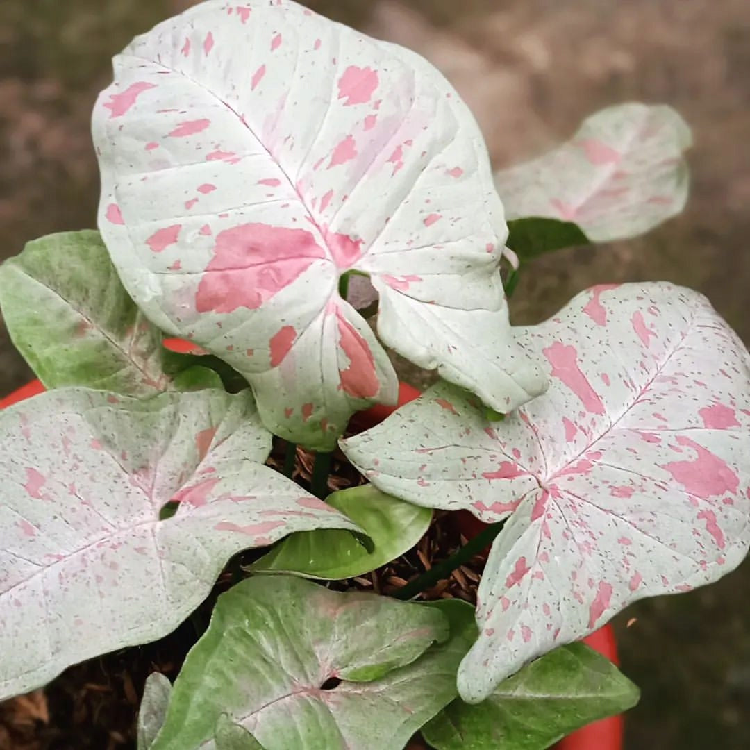 SYNGONIUM MILK CONFETTI