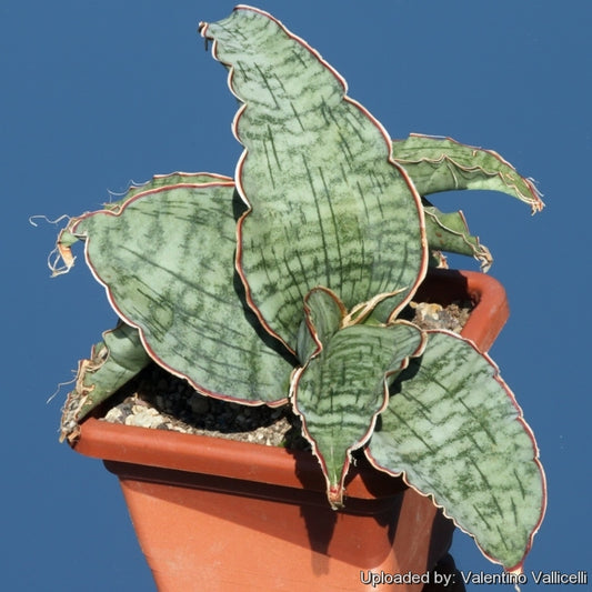 Sansevieria Silver Blue