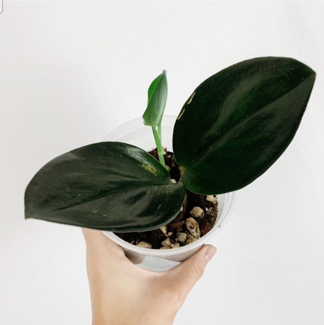 SCINDAPSUS TREUBII DARK FORM